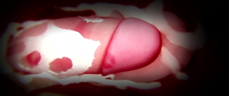 (Opiumud-045)Kuroinu Chapter Two V2 Blanc Immaculé-H 265